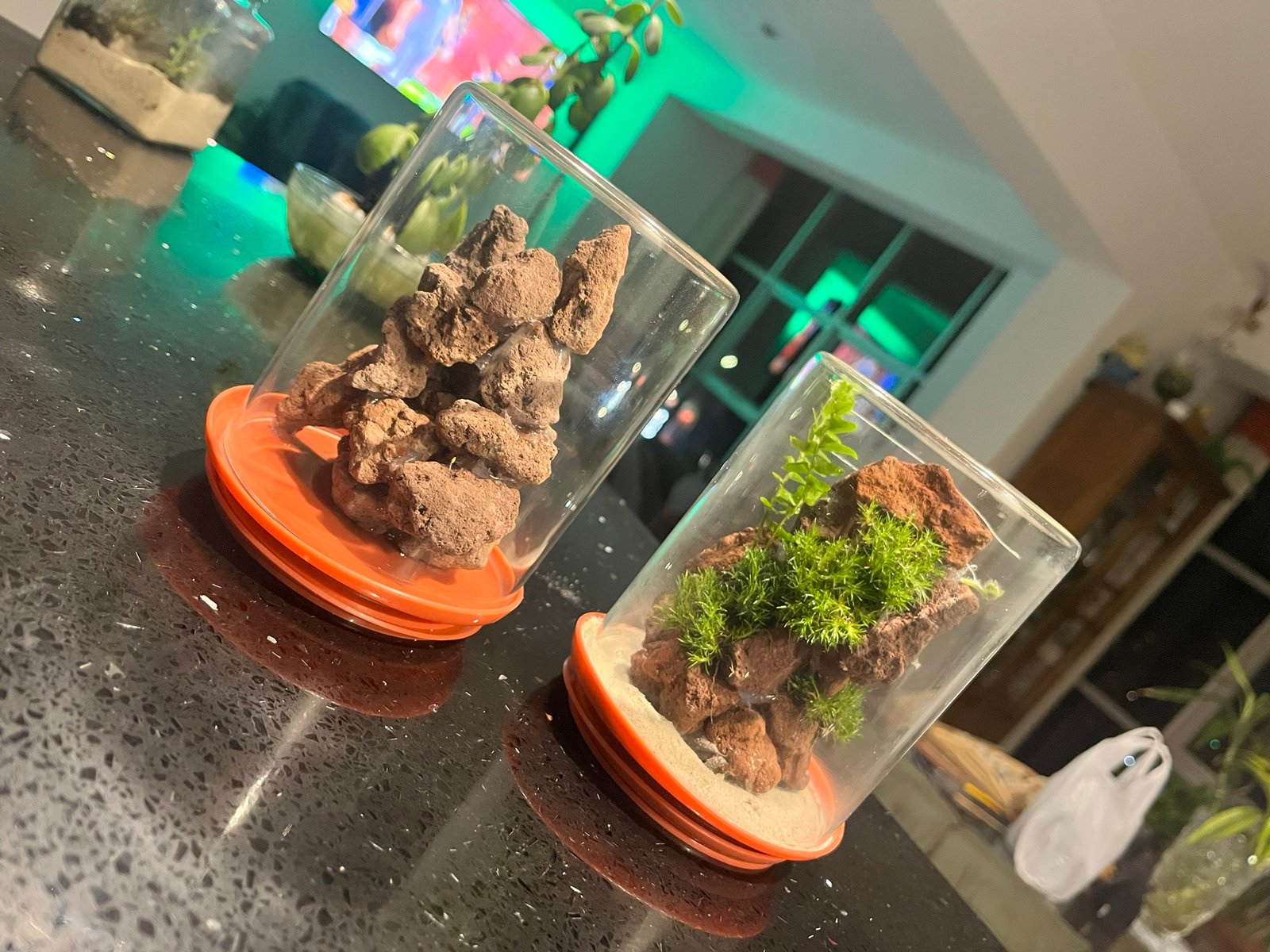 Terrario Bosque Seco